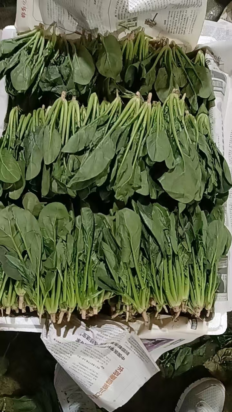 菠菜精品/通货