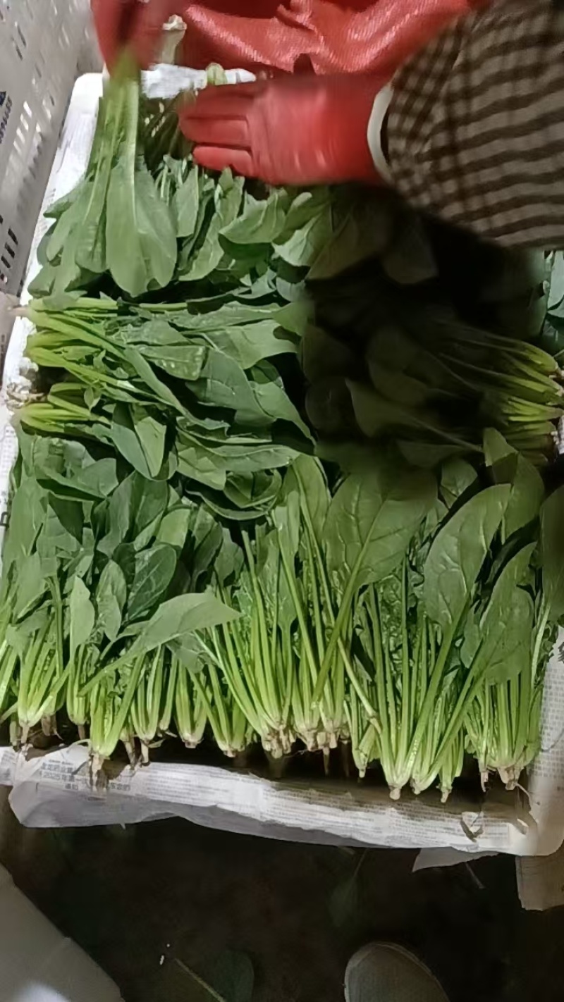 菠菜精品/通货