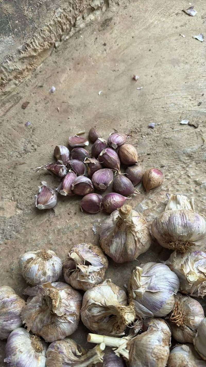 红蒜红蒜精选