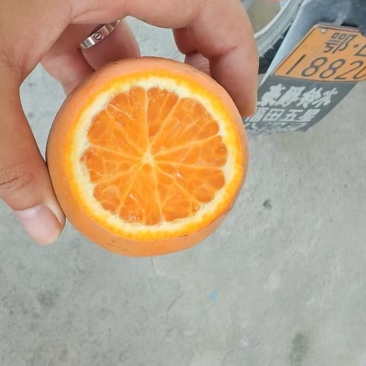 夏橙60起步