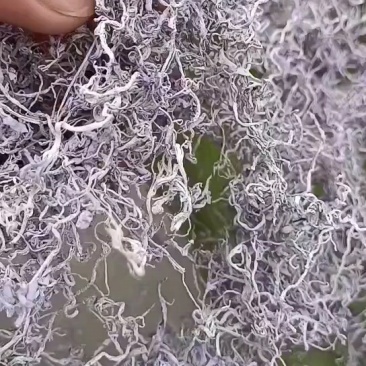 藤茶袋装（也可散装）