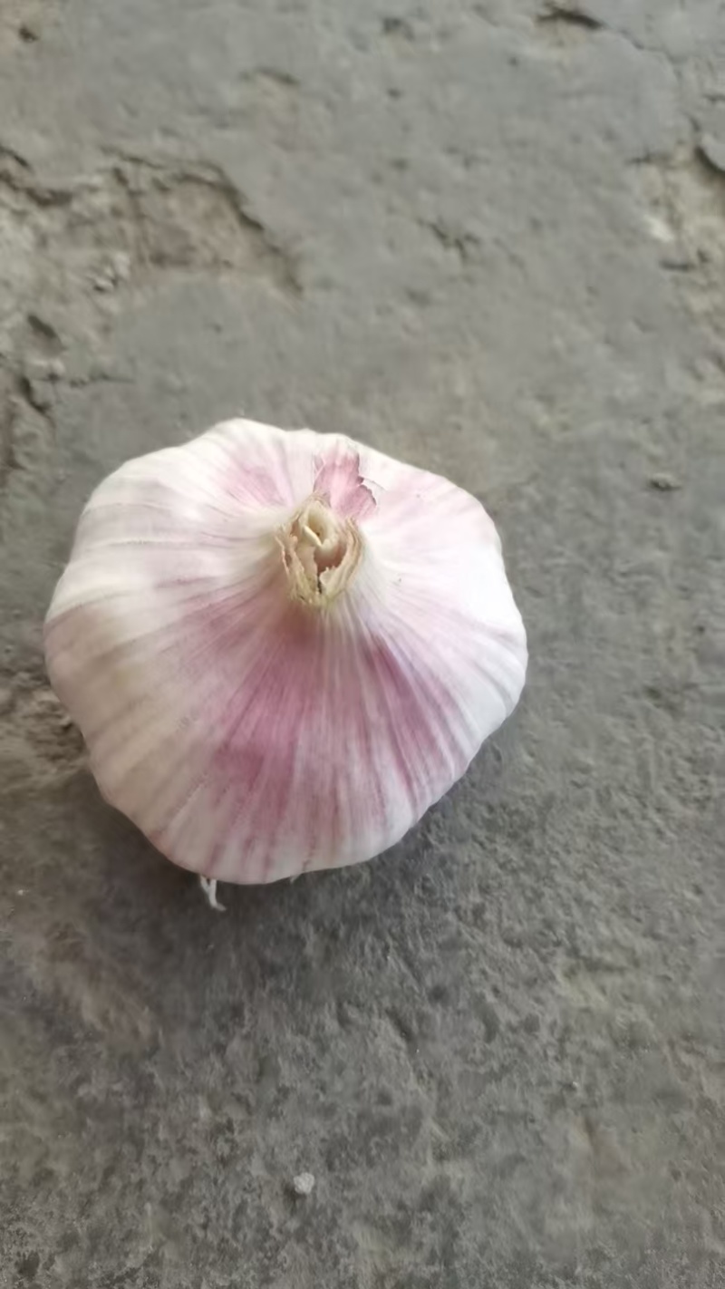 紫皮蒜统货，一斤5-8头