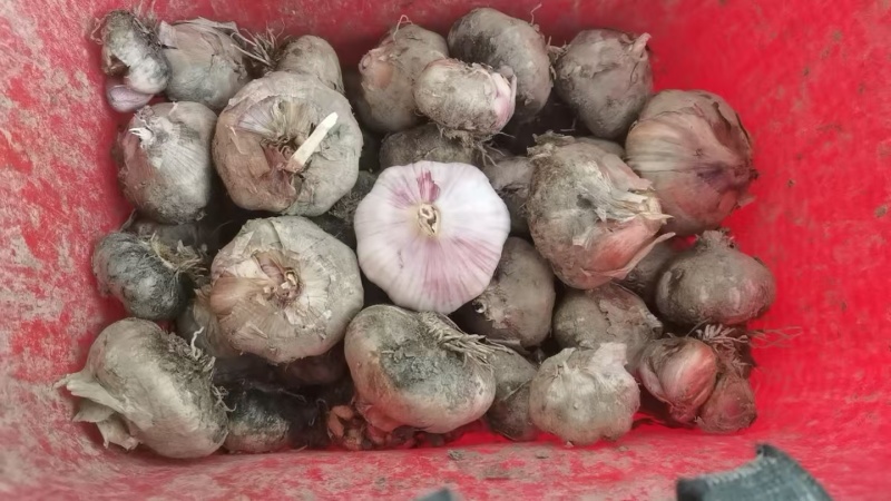 紫皮蒜统货，一斤5-8头