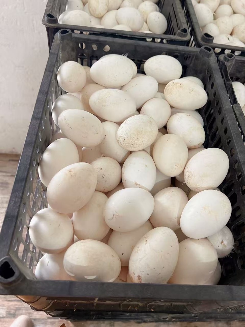 鹅蛋120g以上