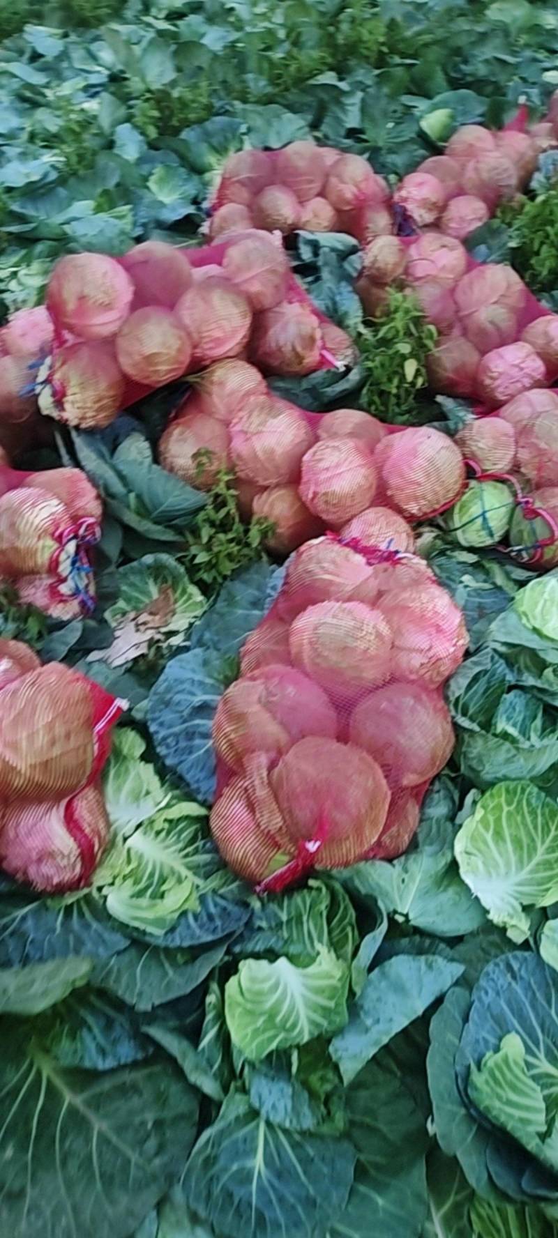 圆包菜3-4斤/个