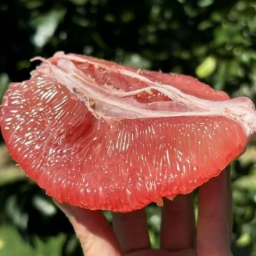 柚子琯溪蜜柚红肉/三红