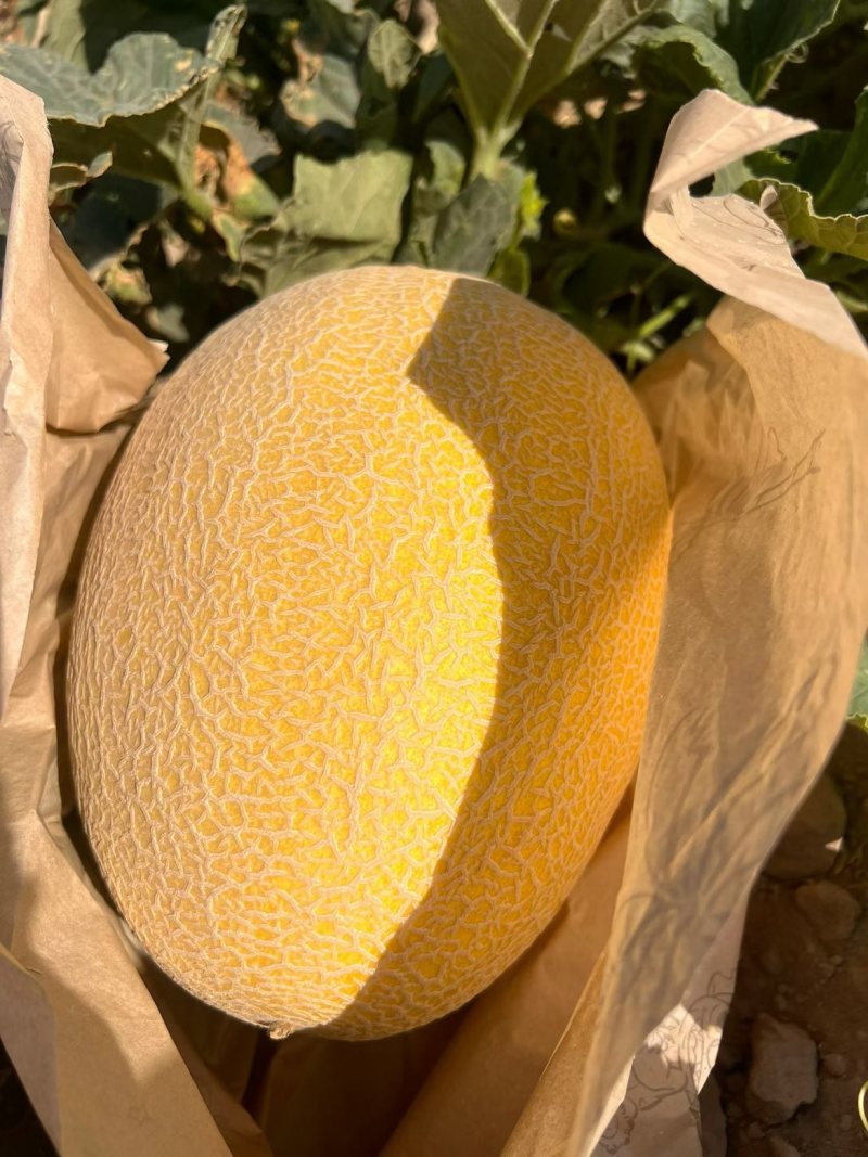 哈密瓜金色年华品种，纸箱包装