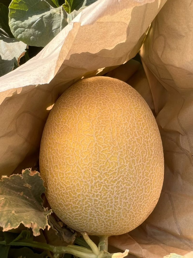 哈密瓜金色年华品种，纸箱包装