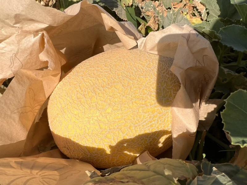 哈密瓜金色年华品种，纸箱包装