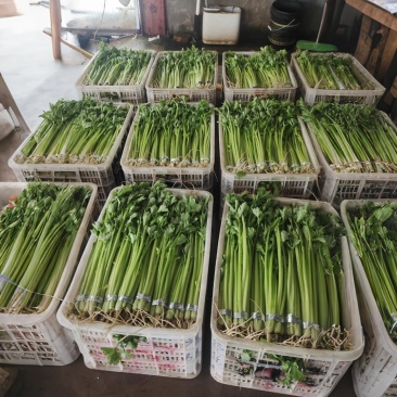 香芹水洗精品，50-60公分