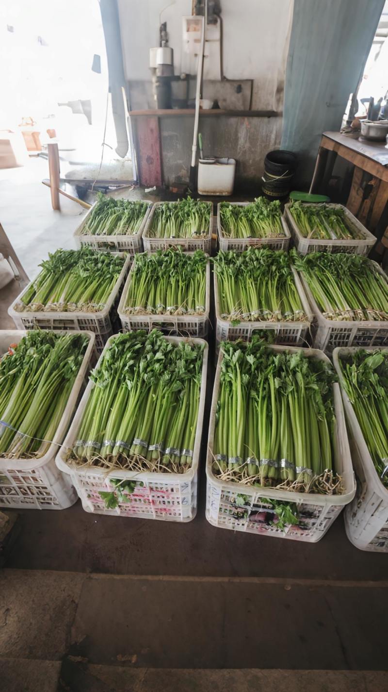 香芹水洗精品，50-60公分