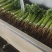 香芹水洗精品，50-60公分