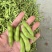 精品露天毛豆产地一手货源全国发货量大价优欢迎联系