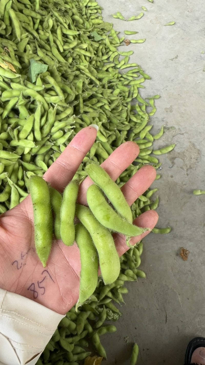 精品露天毛豆产地一手货源全国发货量大价优欢迎联系