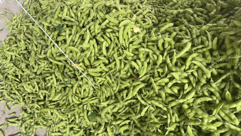 精品露天毛豆产地一手货源全国发货量大价优欢迎联系