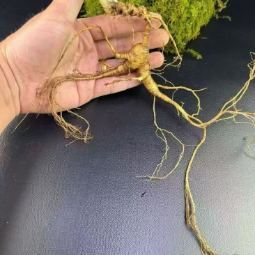 灵芝