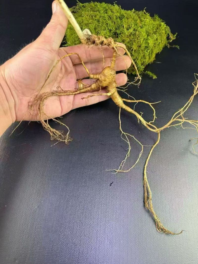 灵芝