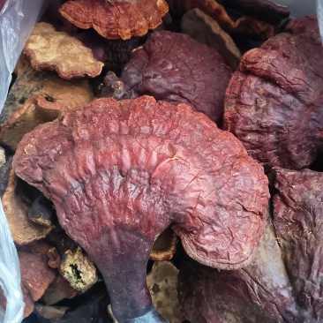 灵芝