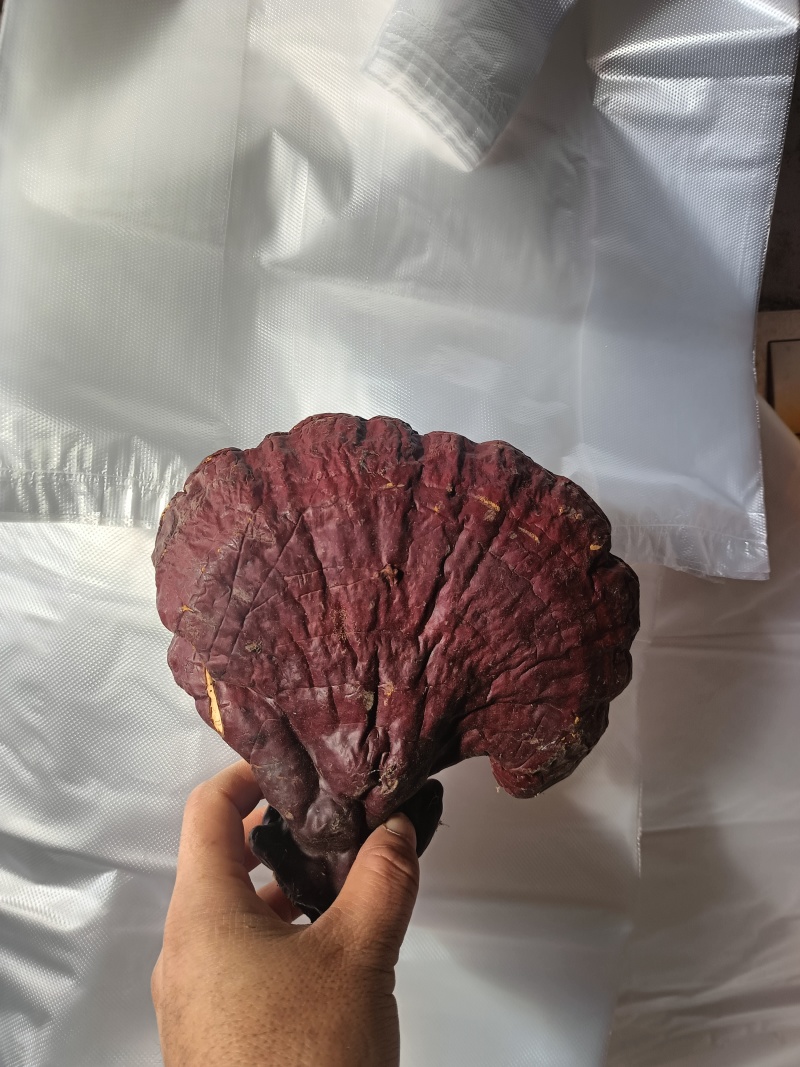 灵芝
