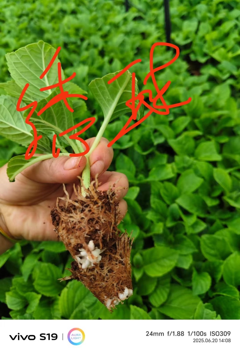 八仙花种苗小苗