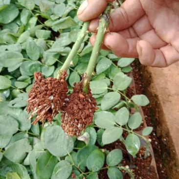 玫瑰花小苗