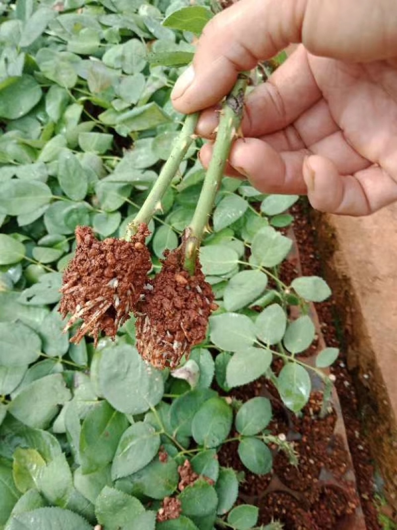 玫瑰花小苗