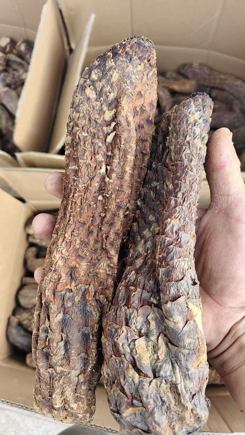 肉苁蓉看量选货