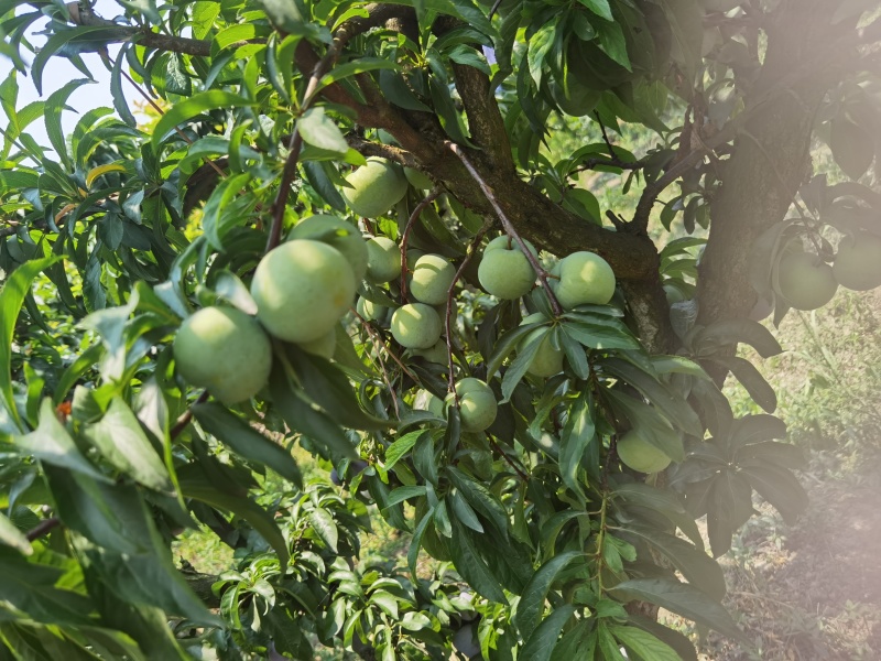 蜂糖李蜂糖李