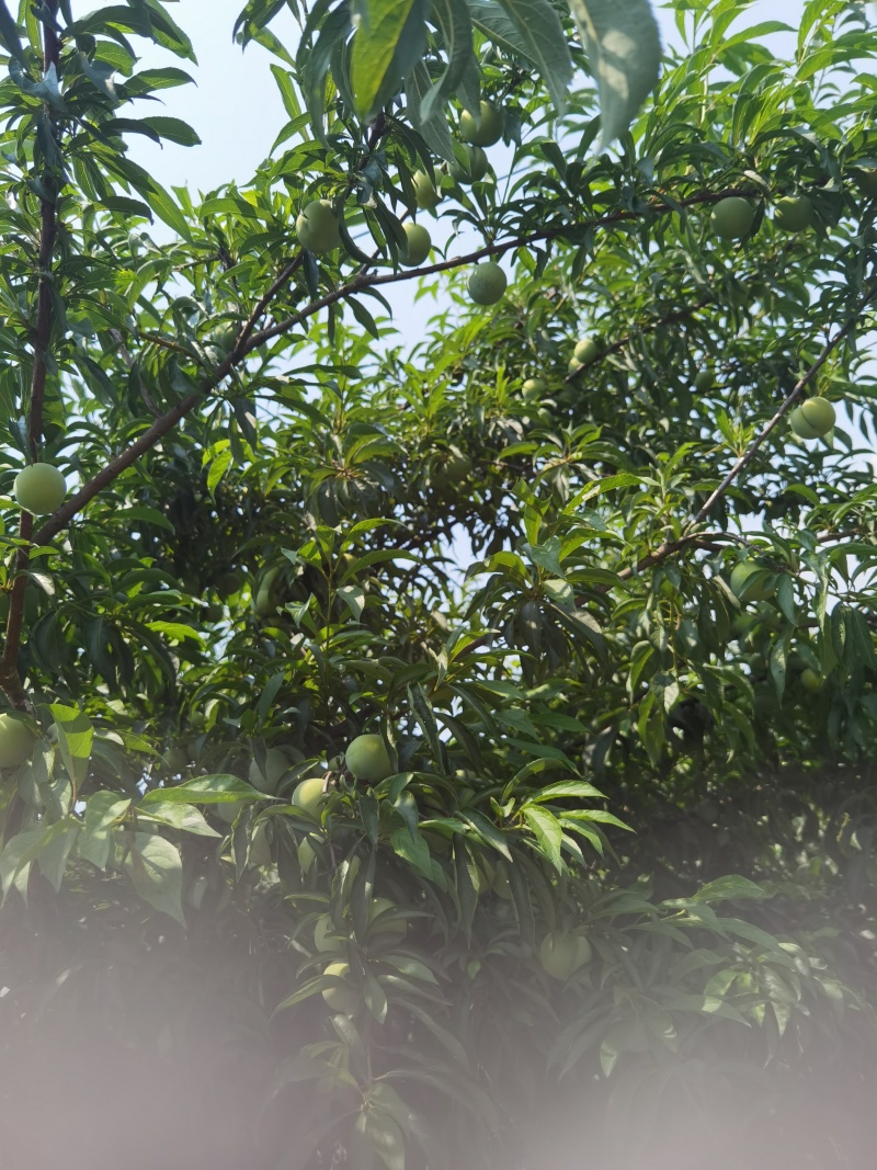 蜂糖李蜂糖李