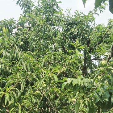 蜂糖李蜂糖李