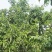 蜂糖李蜂糖李