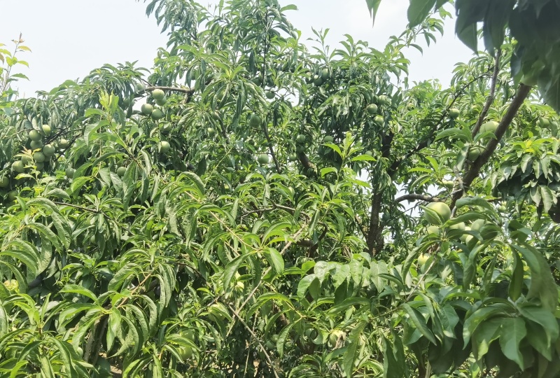 蜂糖李蜂糖李