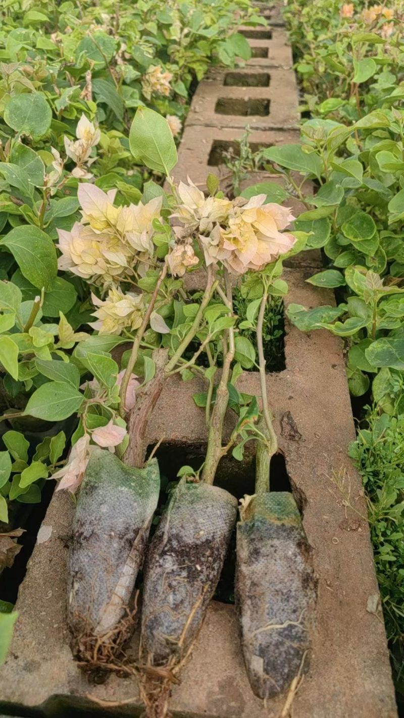 玫瑰花小苗