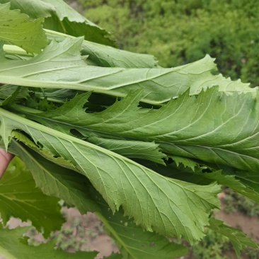 雪里红净菜去根去老叶，净度可以，含水量自然水