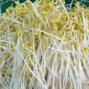 黄豆芽