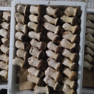 赤松茸散货/等级品