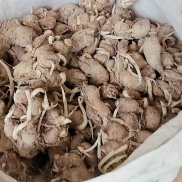 姜种一级