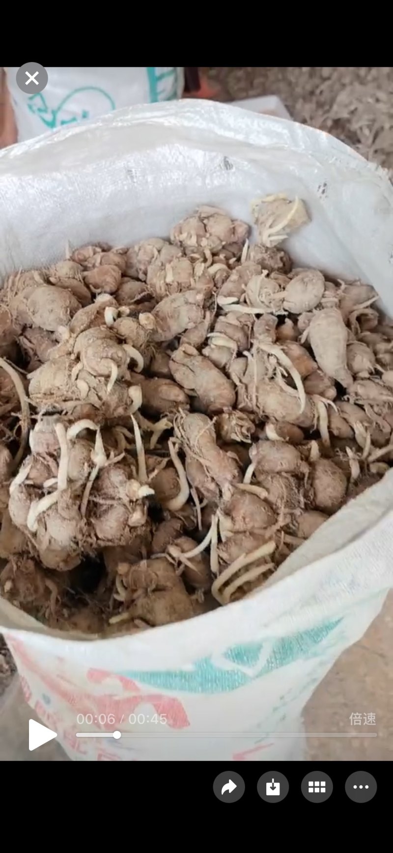 姜种一级