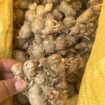 沙姜一级