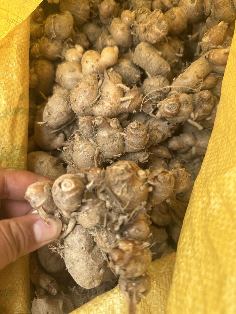 姜种一级