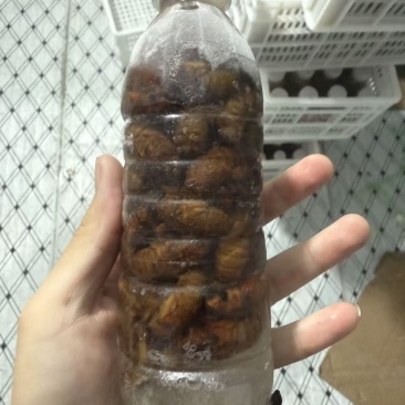 蝉蛹鲜冻金蝉