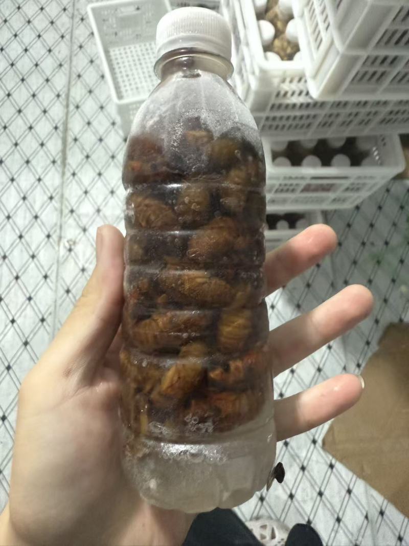 蝉蛹鲜冻金蝉