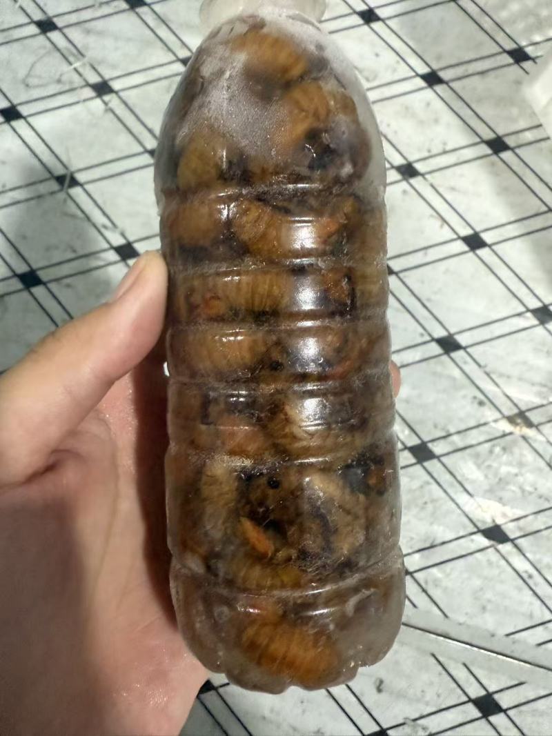 蝉蛹鲜冻金蝉