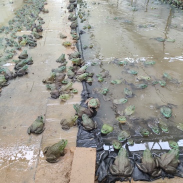 牛蛙4-8两湖南湘西无抗一年蛙肉质紧实