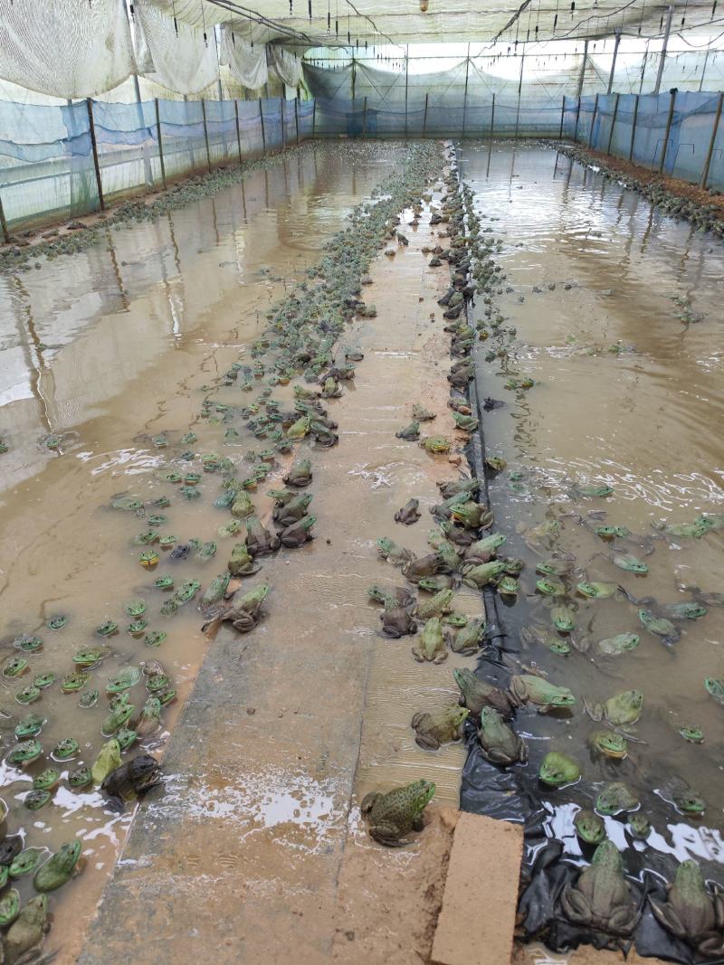牛蛙4-8两湖南湘西无抗一年蛙肉质紧实