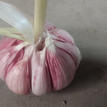 大蒜鲜蒜60以上