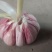 大蒜鲜蒜60以上