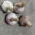 大蒜鲜蒜60以上