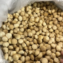 夏威夷果果仁/带壳/碎仁，各种规格