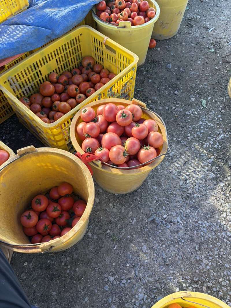 西红柿通果